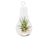 Hanging Light Bulb Terrarium with Crushed White Stones and Tillandsia Air Plant