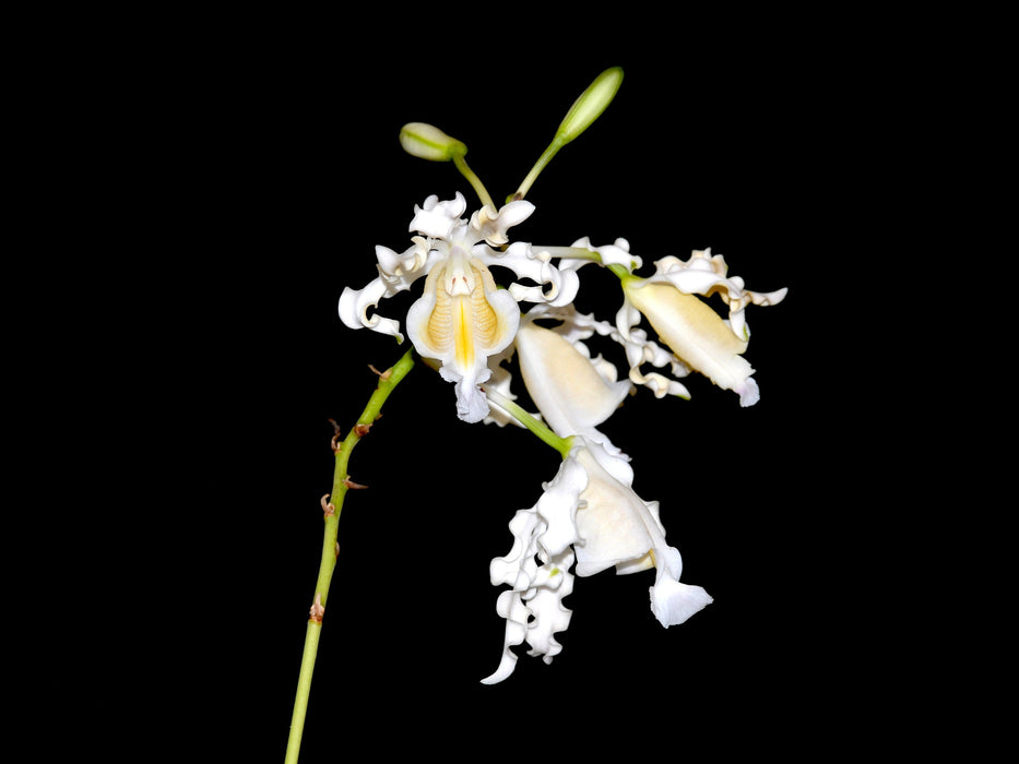 Myrmecophila brysiana f. alba