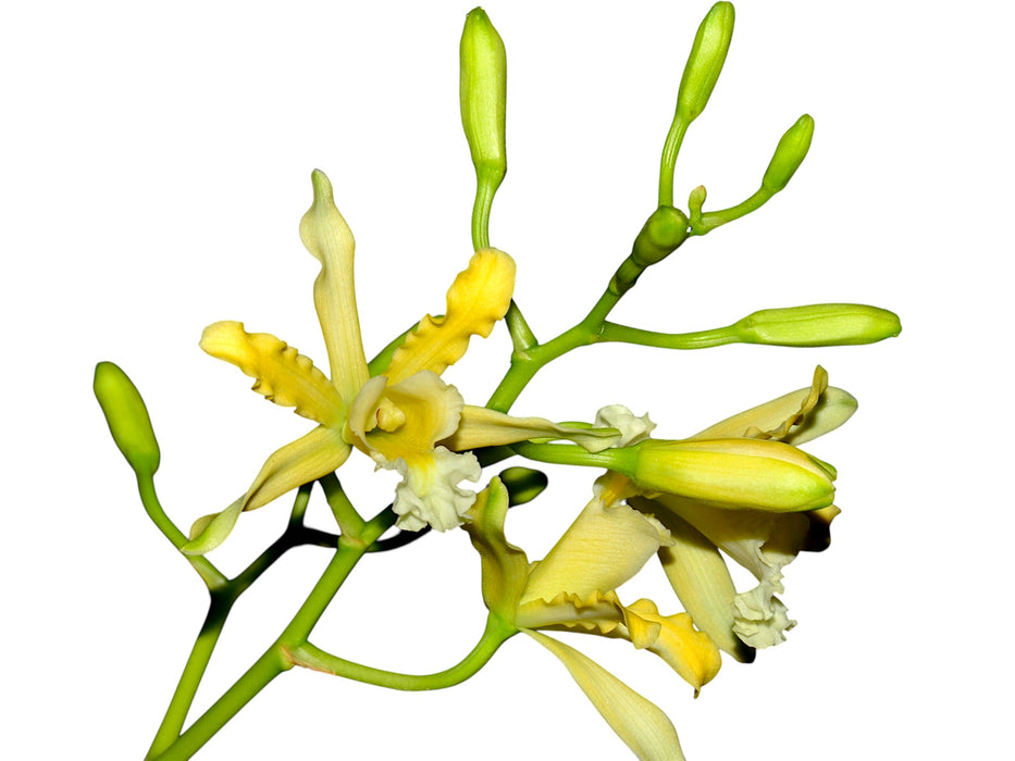 Myrmecophila thomsoniana aurea