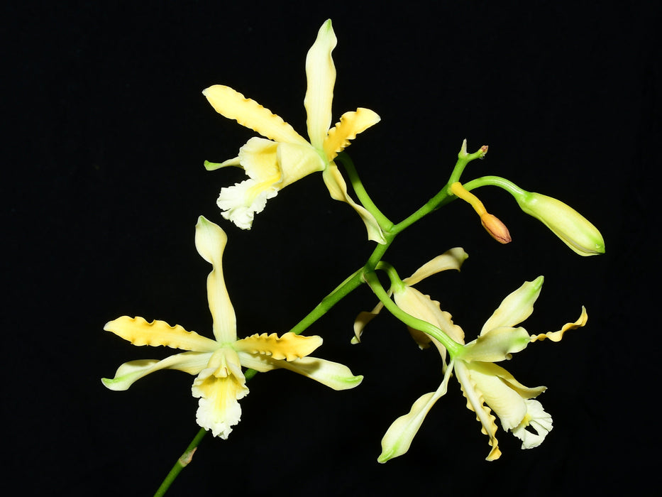Myrmecophila thomsoniana aurea