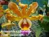 Myrmecophila brysiana hackler