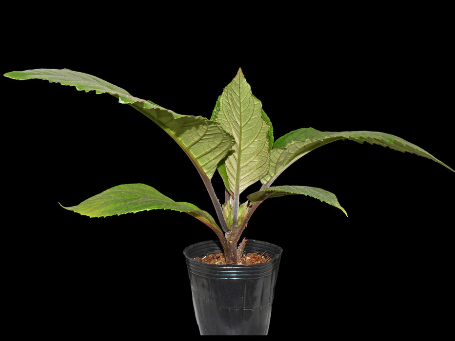 Nautilocalyx Esmeralda