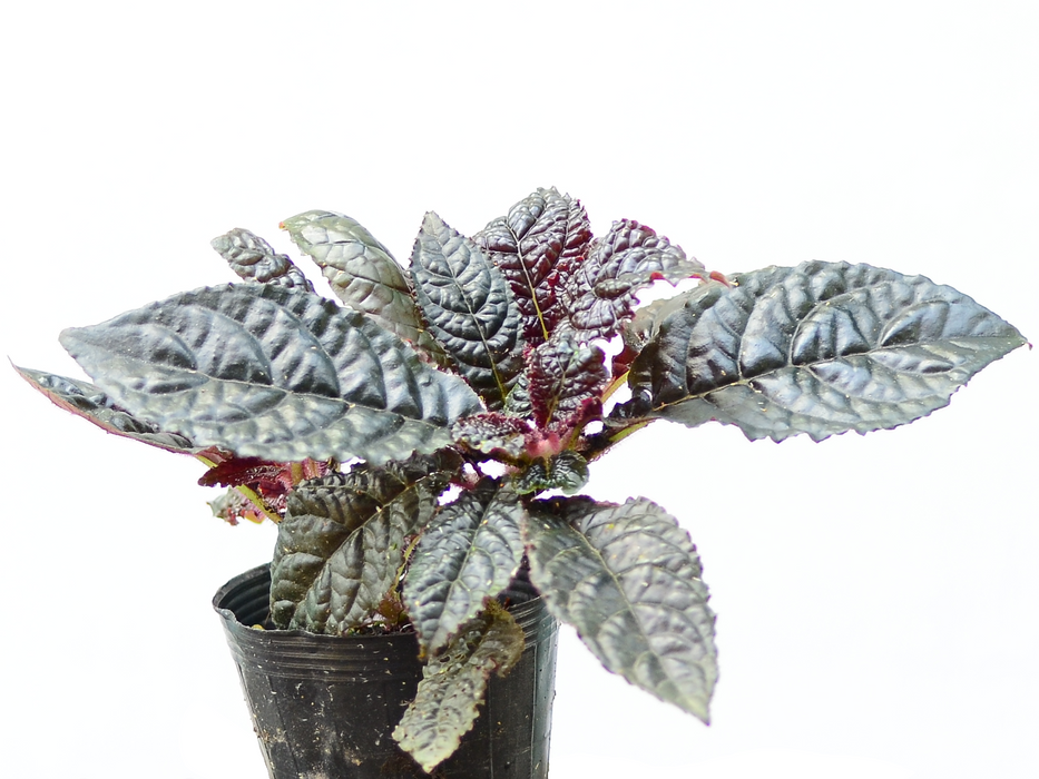 Nautilocalyx bullatus