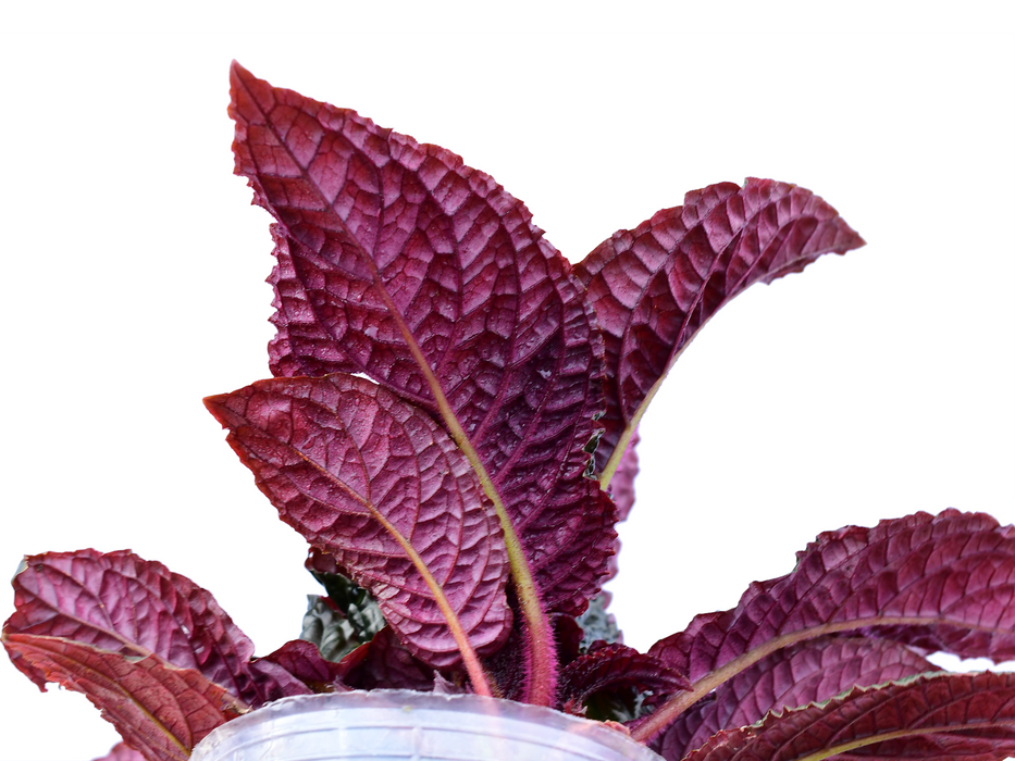 Nautilocalyx bullatus