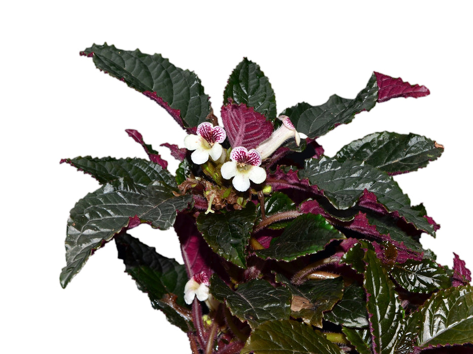 Nautilocalyx glandulifer