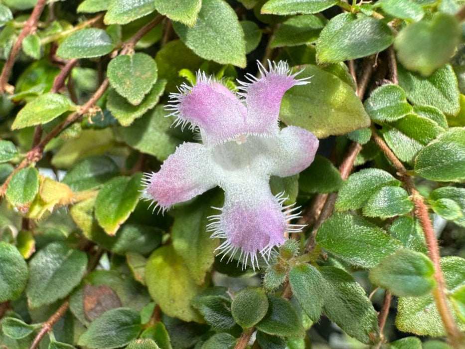 Neomortonia rosea