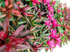 Neorengelia Hybrid