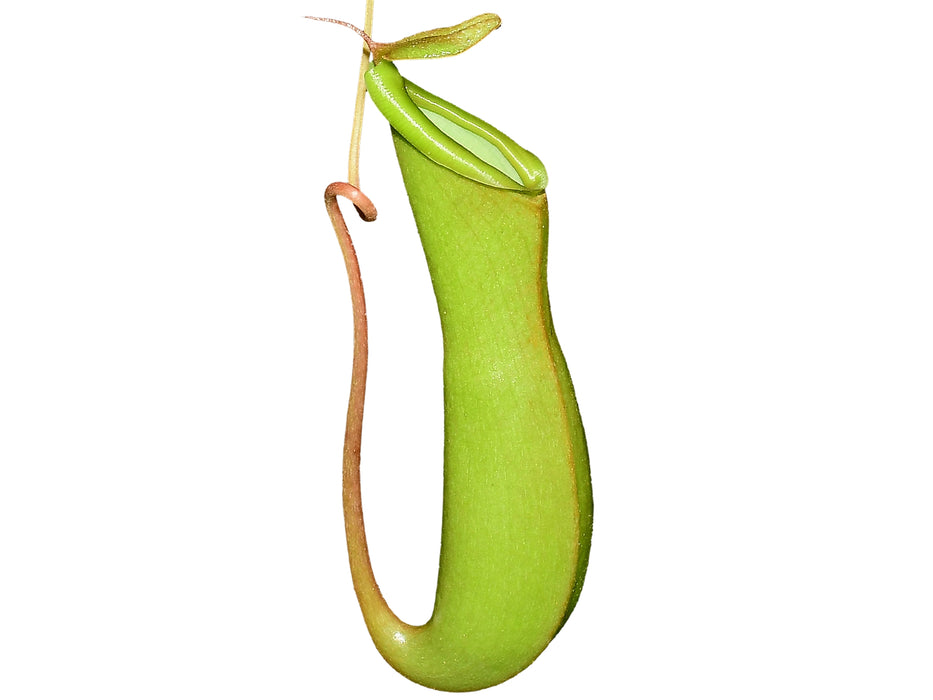Nepenthes alata