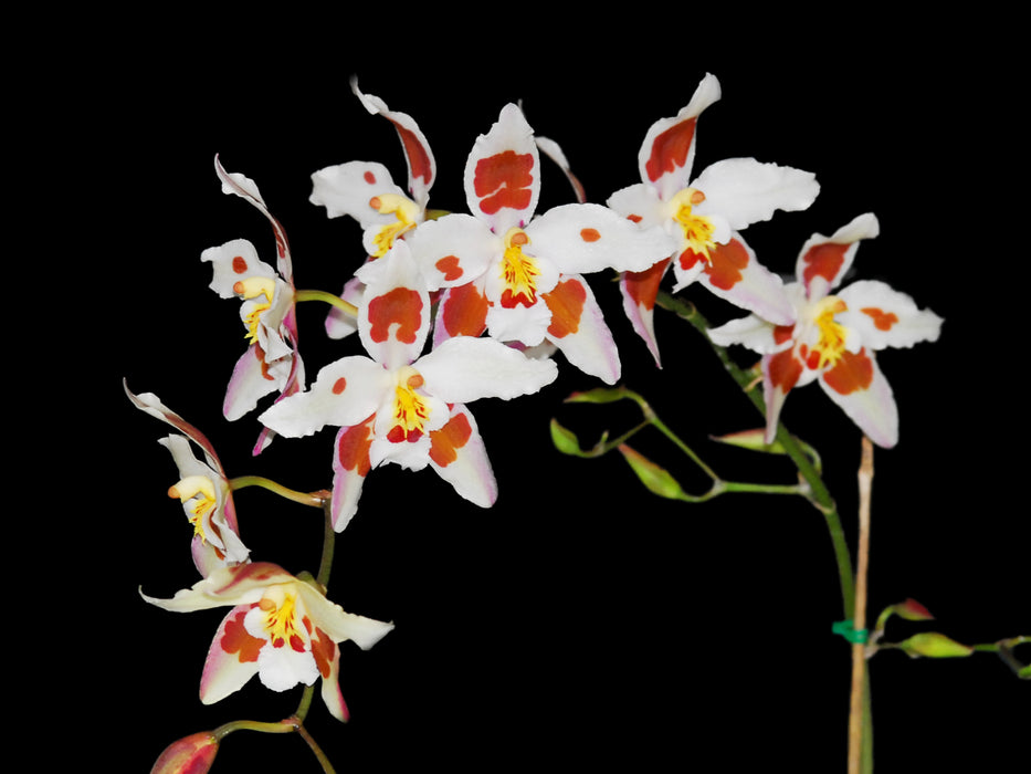 Odontioda Bomboiza