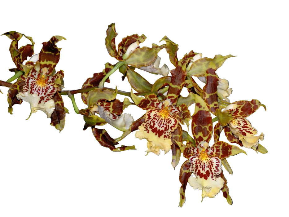 Odontoglossum Crawshayanum