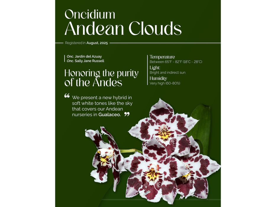 Oncidium Andean Clouds