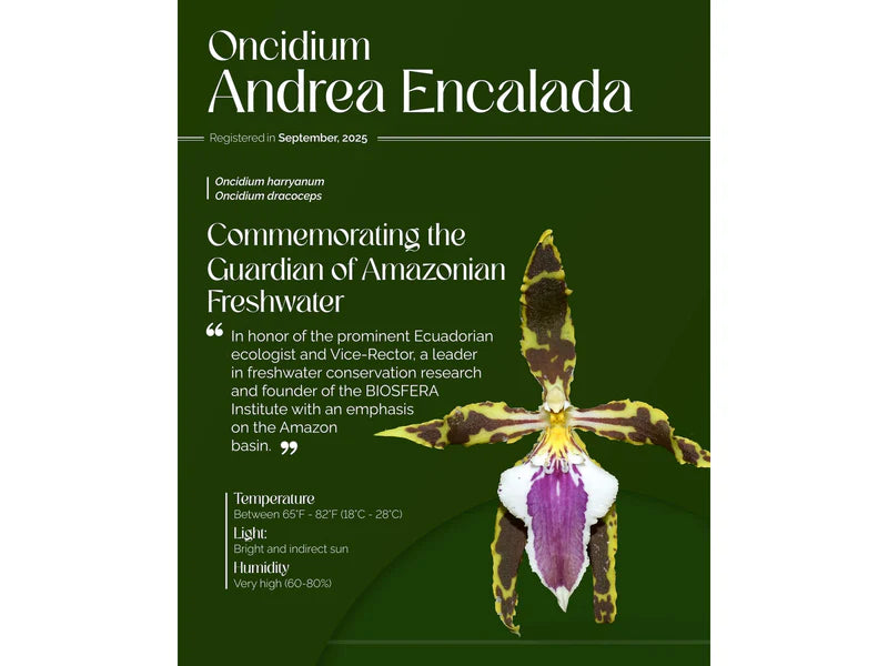 Oncidium Andrea Encalada