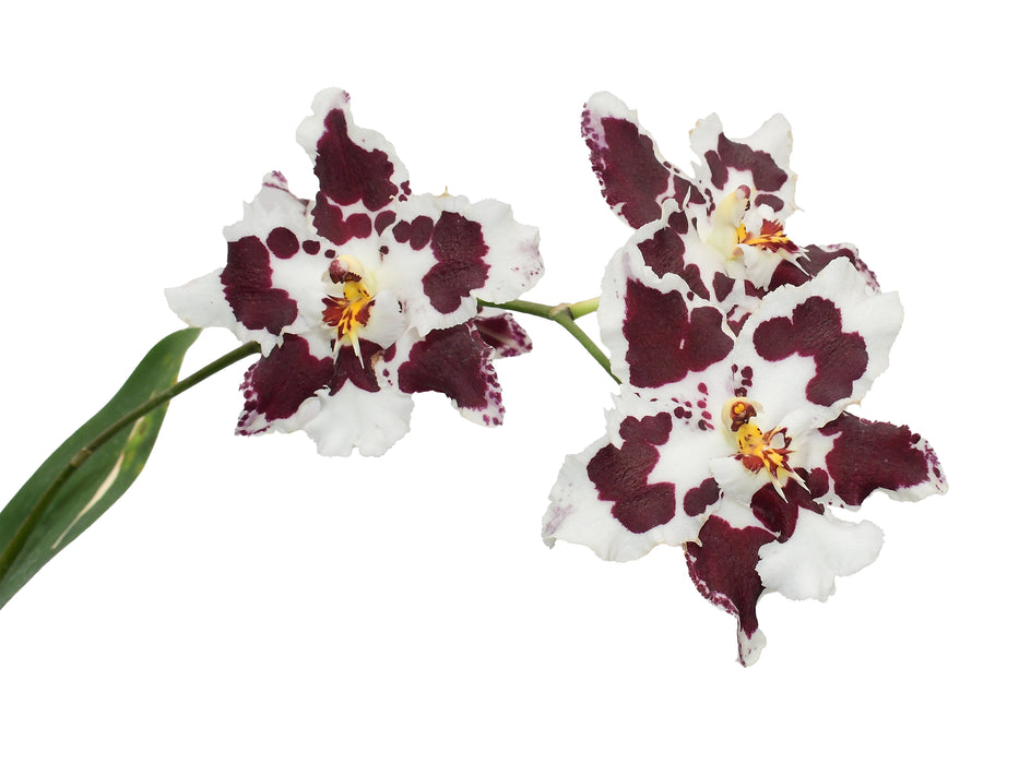 Oncidium Brian Rittershausen
