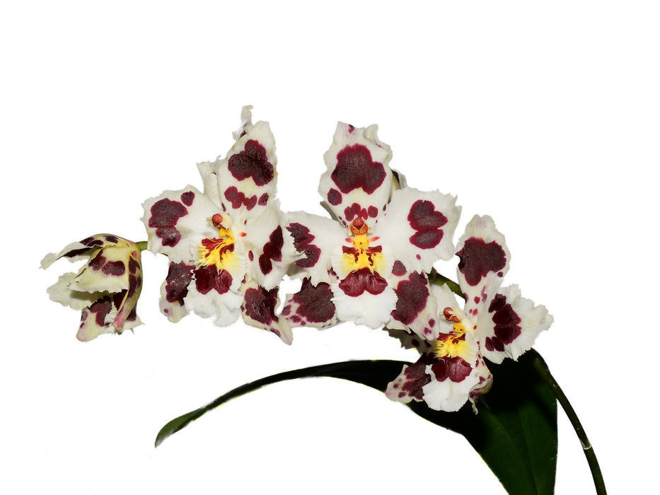 Oncidium Brian Rittershausen