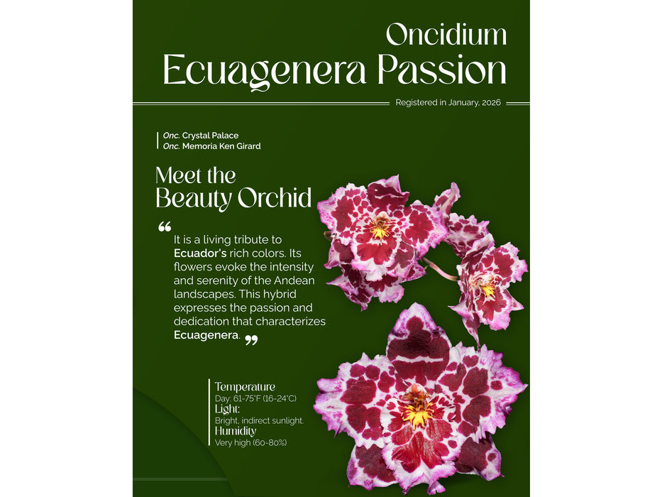 Oncidium Ecuagenera Passion