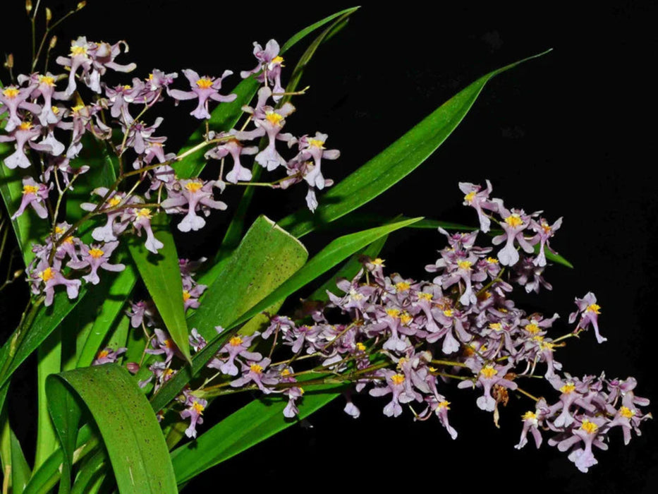 Oncidium sotoanum
