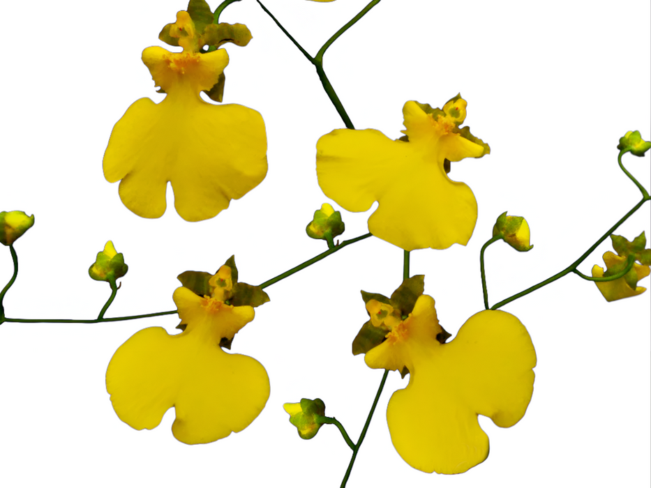 Oncidesa Sweet Sugar 'Lemon Drop'