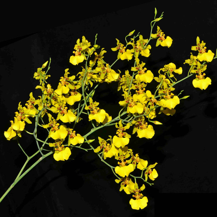 Oncidium lykaiosii