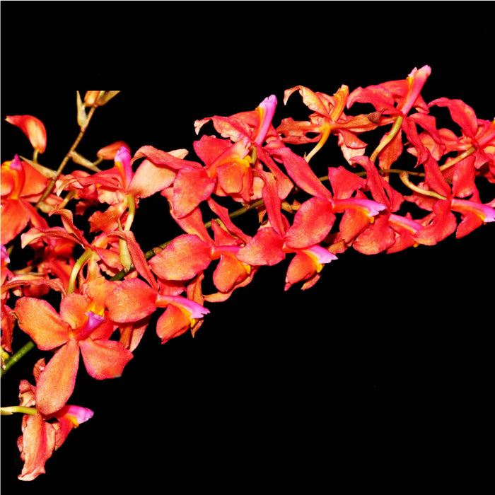 Oncidium noezlianum