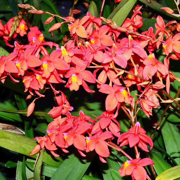 Oncidium noezlianum