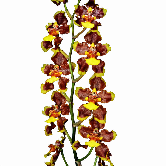 Oncidium planilabre