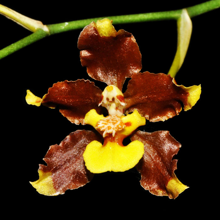 Oncidium planilabre