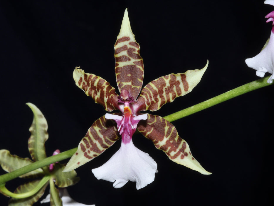 Oncidium hastilabium