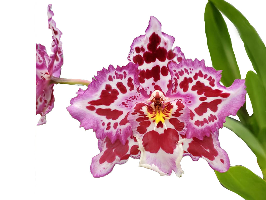 Oncidium Ecuagenera Passion
