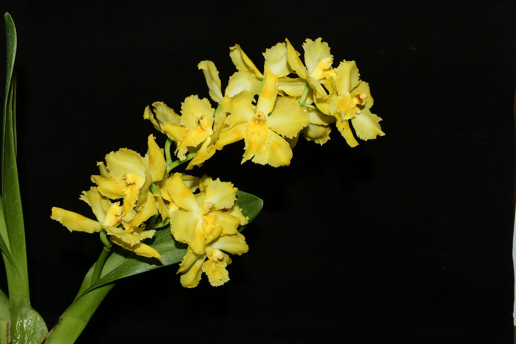 Oncidium Liz Johnson