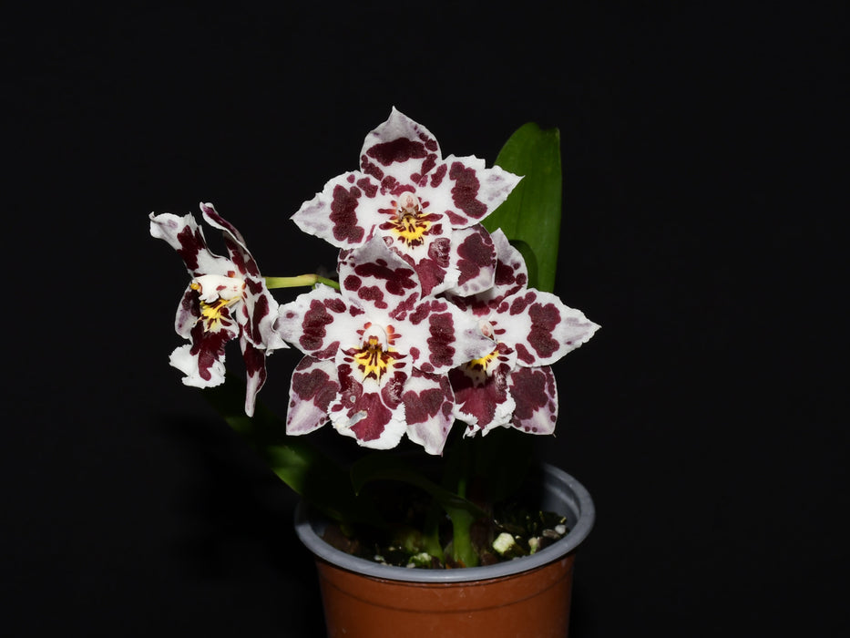 Oncidium Andean Clouds