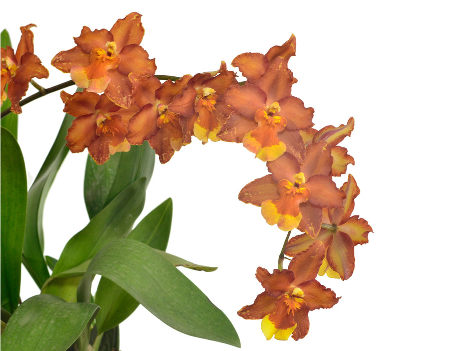 Oncidium Hilda Plumtree Purple Wings Bm /13 Woc