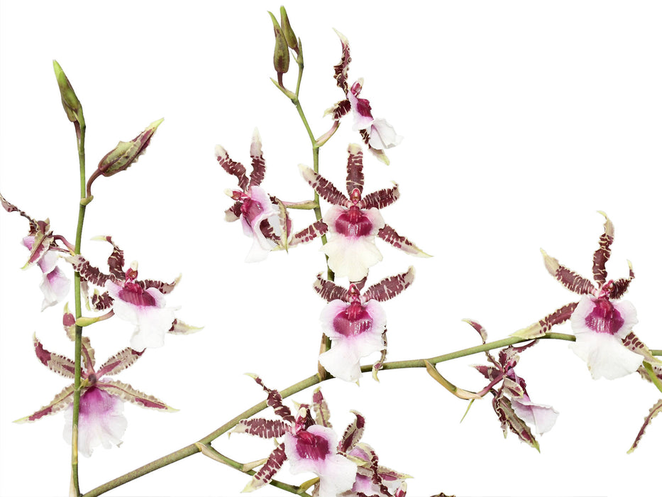 Oncidium Irene