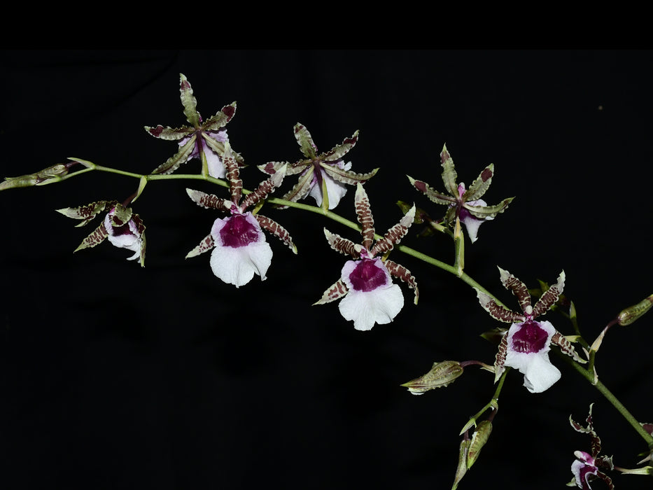 Oncidium Irene