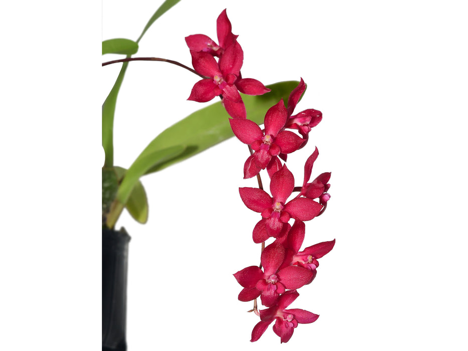 Oncidium Lois Posey