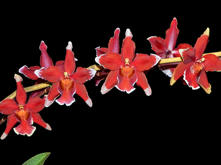 Oncidium Martian Leather