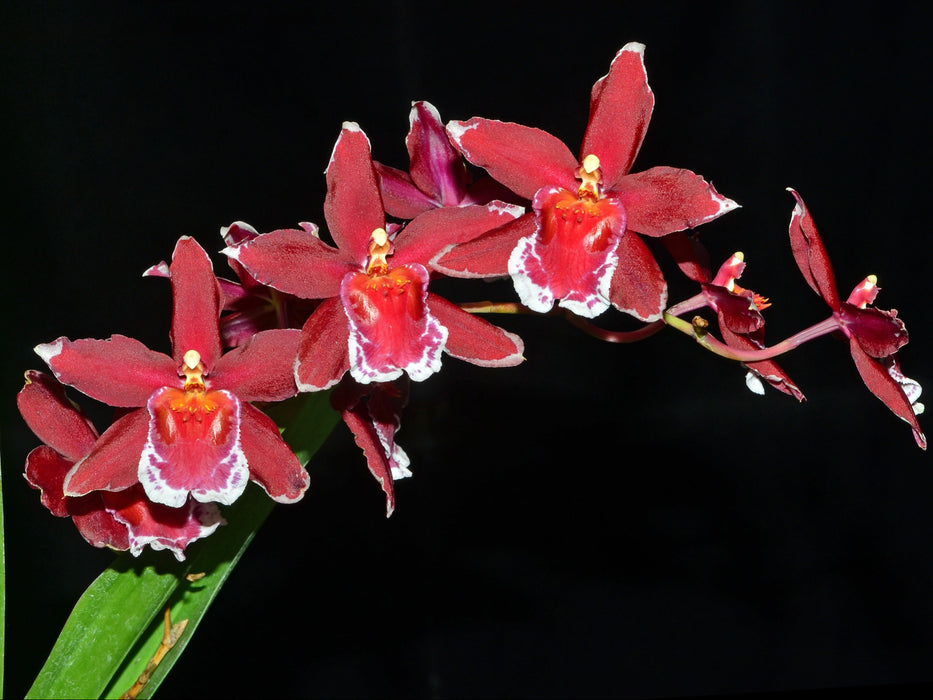 Oncidium Martian Leather