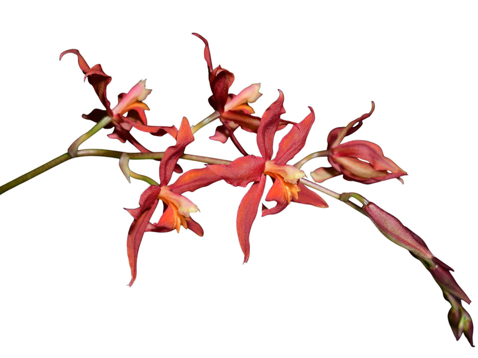 Oncidium Orange Clouds