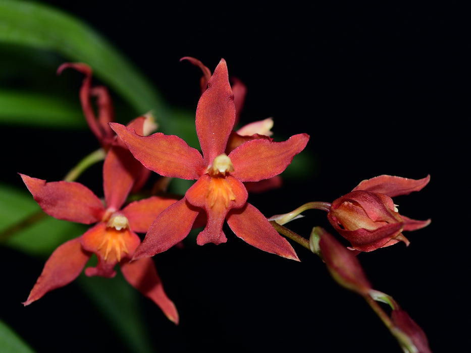 Oncidium Orange Clouds