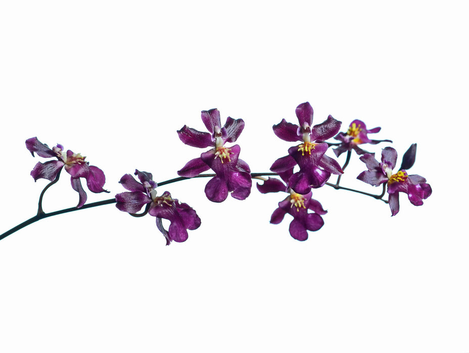 Oncidium Sharry Baby 'Ruby Doll'