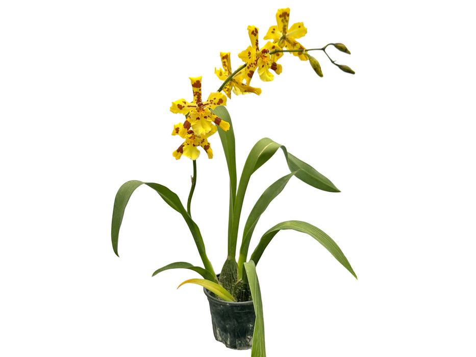 Oncidium Super Tiger