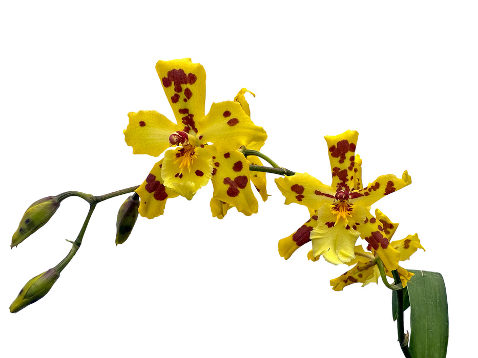 Oncidium Super Tiger