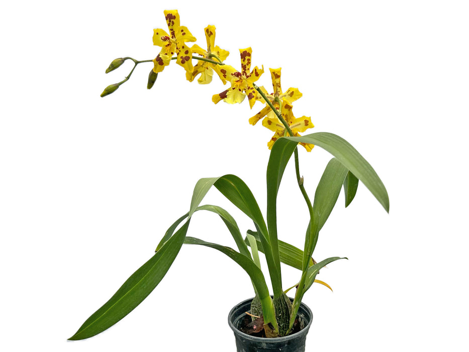 Oncidium Super Tiger