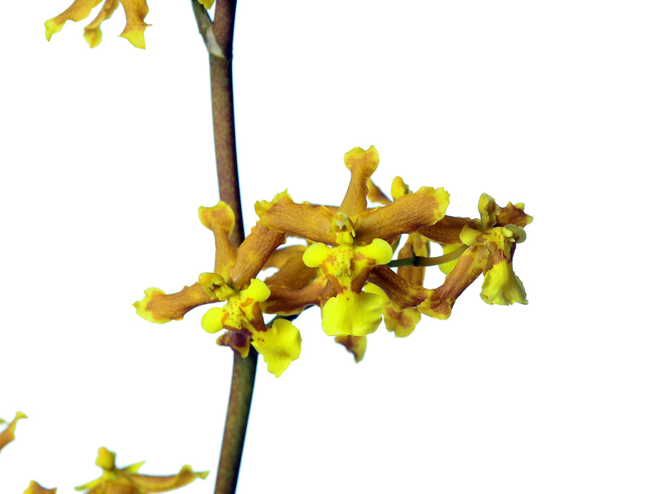 Oncidium abruptum