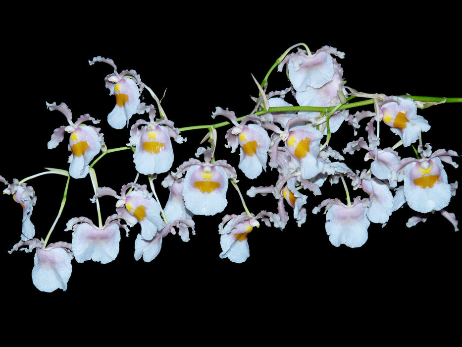 Oncidium fuscatum f. alba