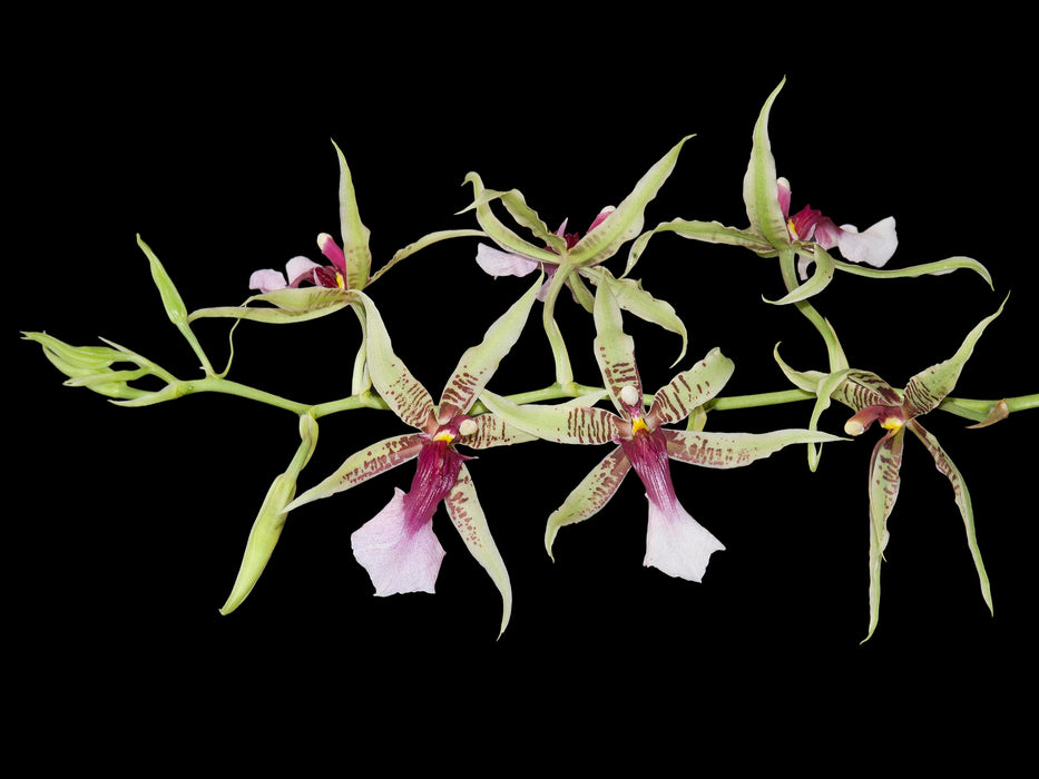 Oncidium hastilabium