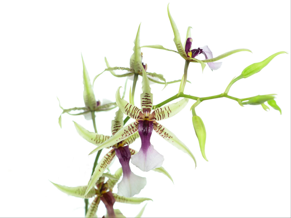 Oncidium hastilabium