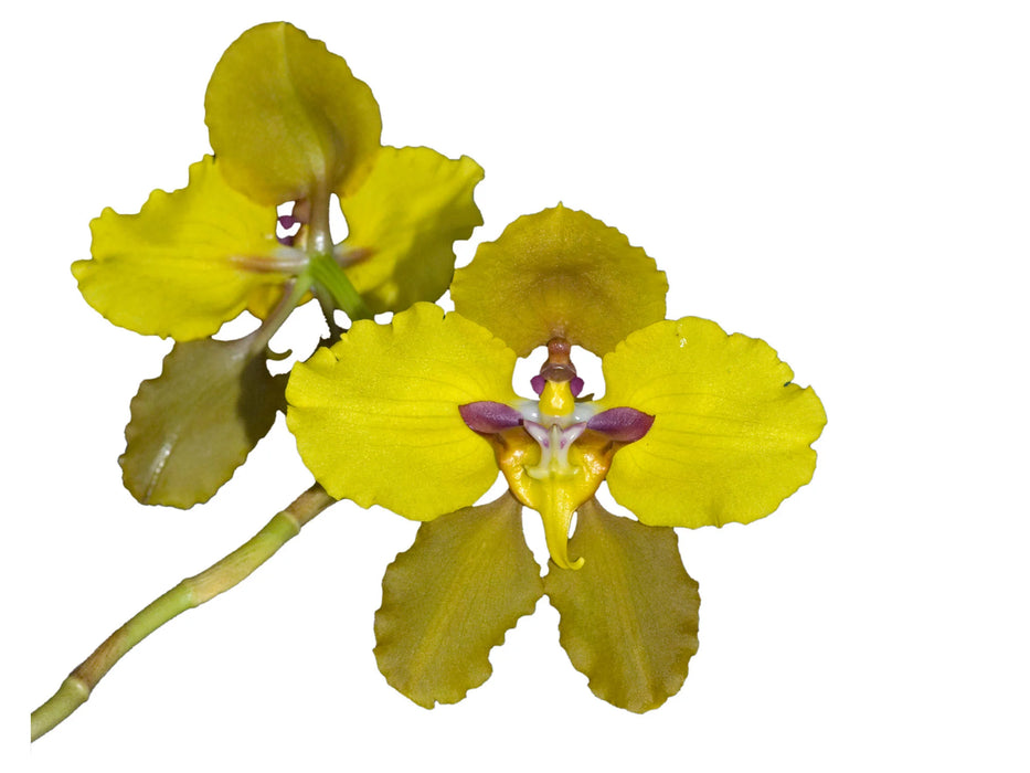 Oncidium macranthum nanum