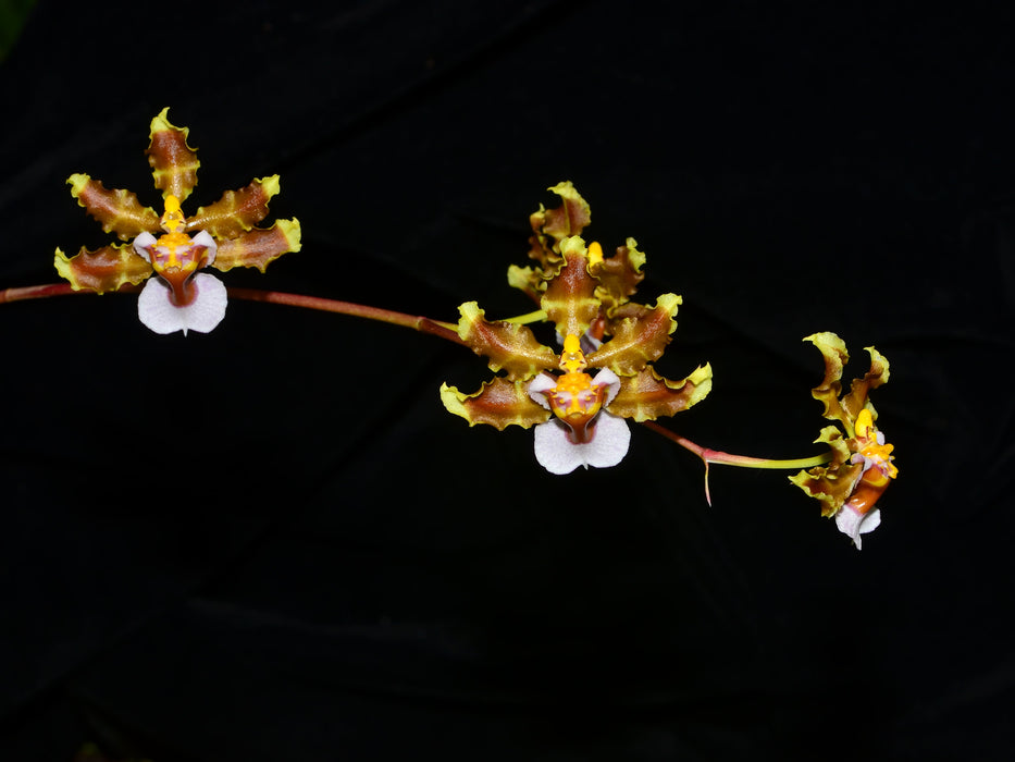 Oncidium maduroi