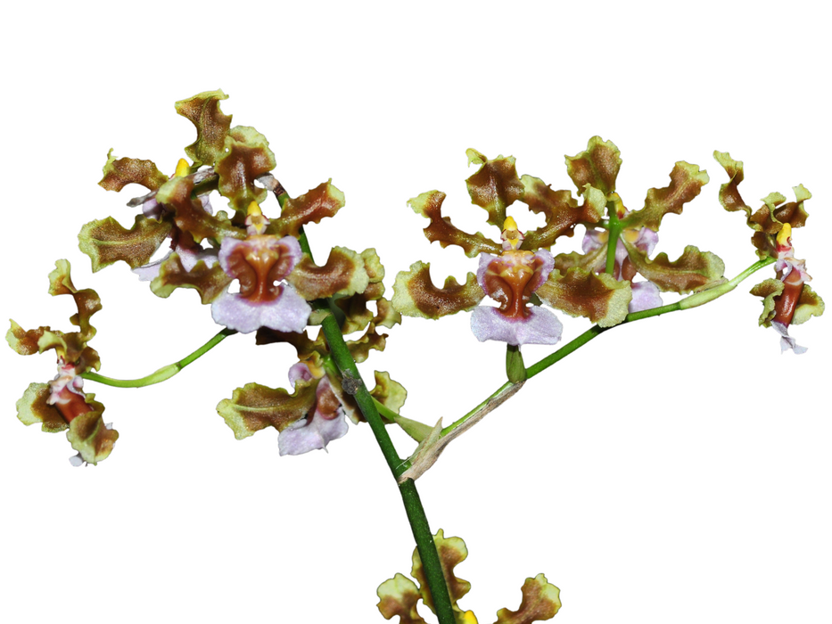 Oncidium maduroi