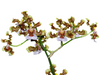 Oncidium maduroi